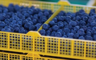 Blueberries: Specialised irrigation for a specialised crop