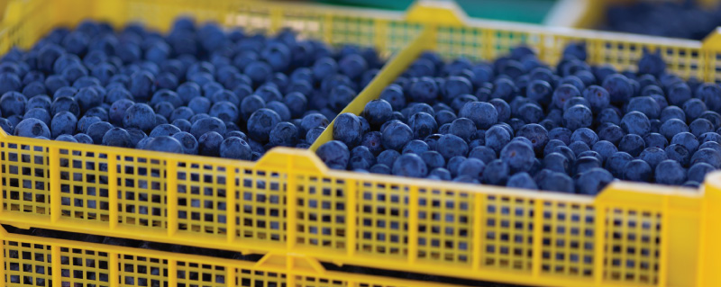 Blueberries: Specialised irrigation for a specialised crop