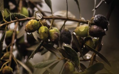 The future of olives