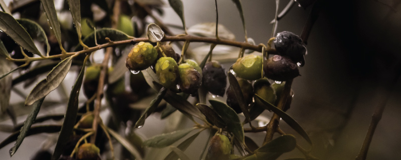 The future of olives