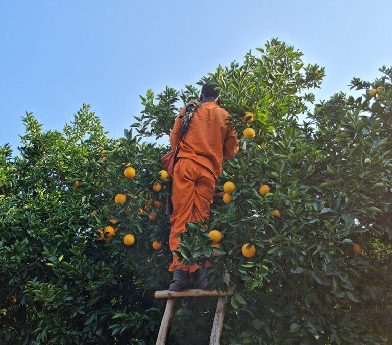 Citrus expectations remain promising