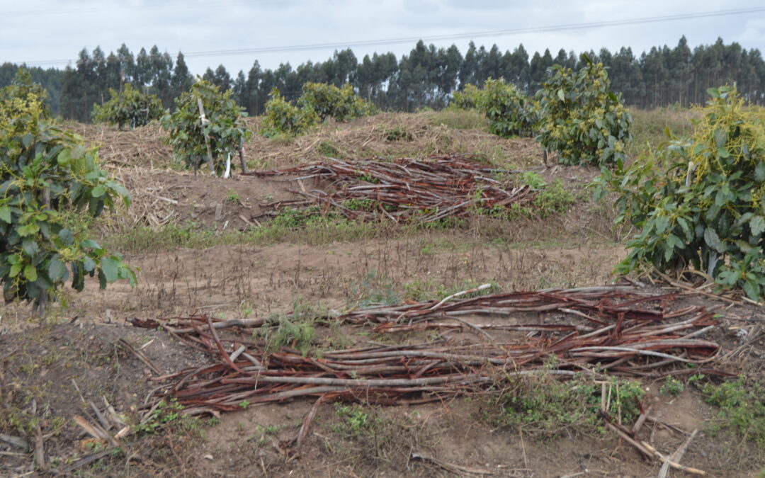 A spent wonder herbicide?