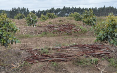 A spent wonder herbicide?