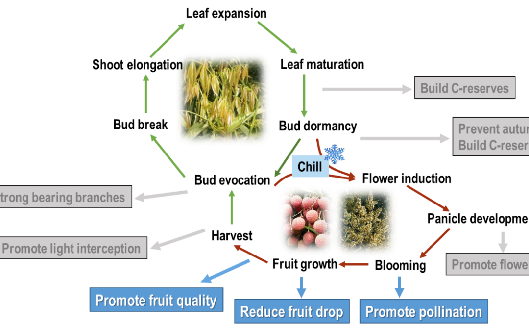 Supporting litchi fruit growth and quality