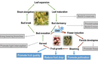 Supporting litchi fruit growth and quality