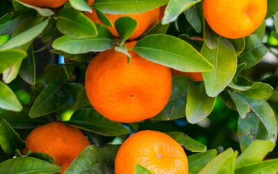 Tough season sees citrus growers exporting lower volumes to global markets