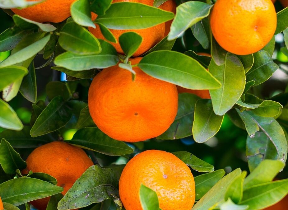 Tough season sees citrus growers exporting lower volumes to global markets