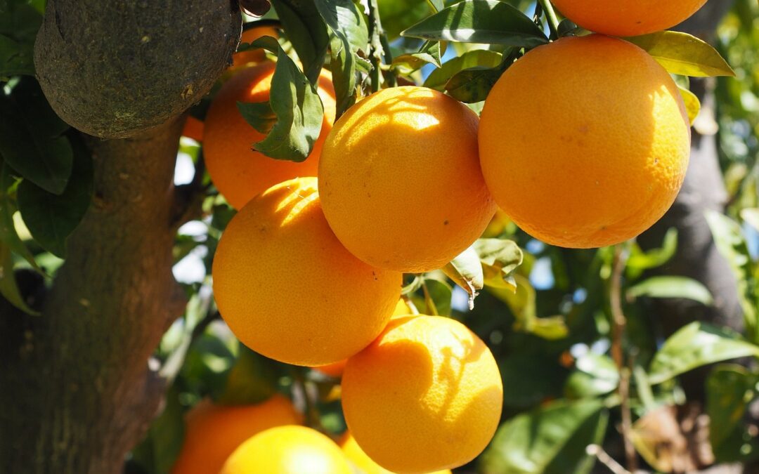 Predicted SA citrus exports reflect continued challenges