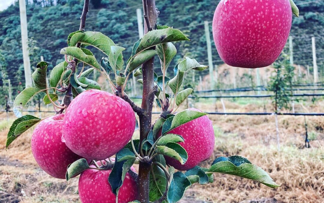 Promising future for sought-after South African Pink Lady apples